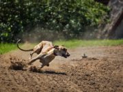 I cani più veloci del mondo Levriero