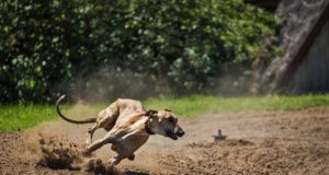 I cani più veloci del mondo Levriero