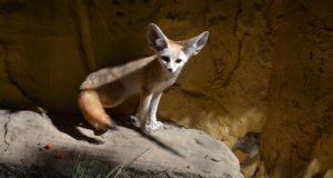 I 10 animali domestici più stravaganti Fennec