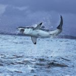 great-white-shark-5217363_960_720