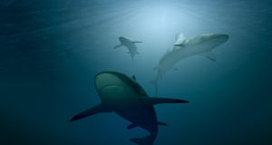 Perchè lo squalo megalodonte si è estinto? Squalo - Megalodonte