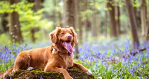 Le 5 razze di cani più indipendenti Cane