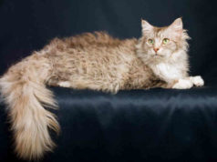 I 10 gatti più strani del mondo