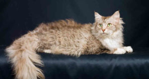 I 10 gatti più strani del mondo
