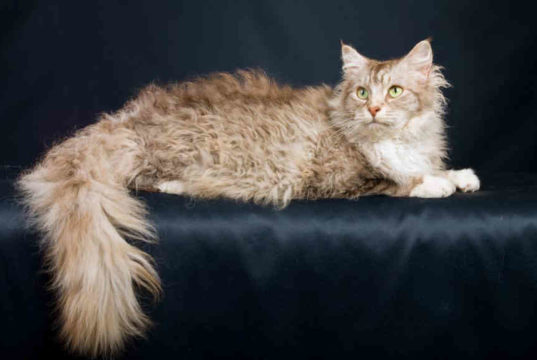 I 10 gatti più strani del mondo