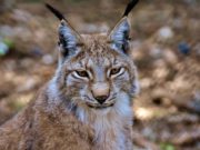 I 10 felini più grandi del mondo Lince