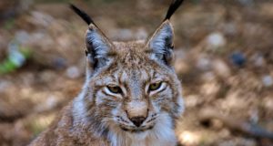 I 10 felini più grandi del mondo Lince