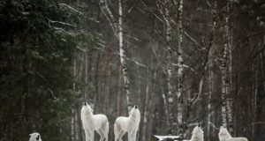 I 10 animali più fedeli al proprio partner Lupo - Animali fedeli partner