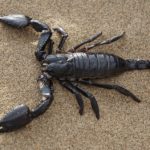 scorpion-651142_960_720
