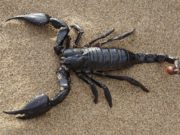 Gli scorpioni più velenosi del mondo