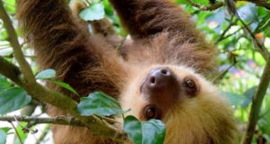 I 10 animali più lenti del mondo Bradipo - Animali lenti