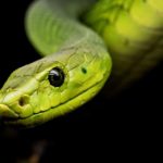 snake-3979601_960_720