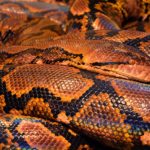 snake-771541_960_720