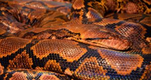 I 10 serpenti più grandi del mondo Serpente