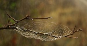 Il ragno più pericoloso del mondo? Ragno