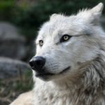 wolf-2826741_960_720