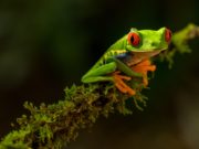 I 5 animali più letali del mondo Rana