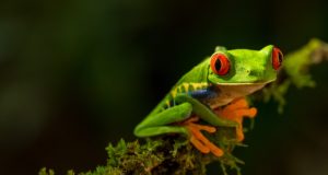 I 5 animali più letali del mondo Rana