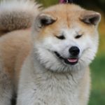 Akita
