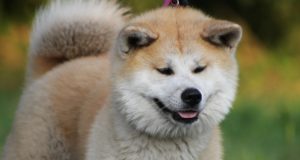 Le 10 razze di cani più tranquille Akita