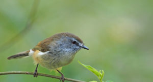 I 5 uccelli più piccoli del mondo Beccominuto