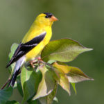 Cardellino_d_america