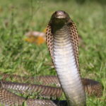 Cobra delle filippine