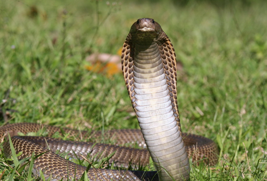 Cobra delle filippine