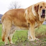 Mastino spagnolo
