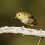 Pardaloto_tasmaniano