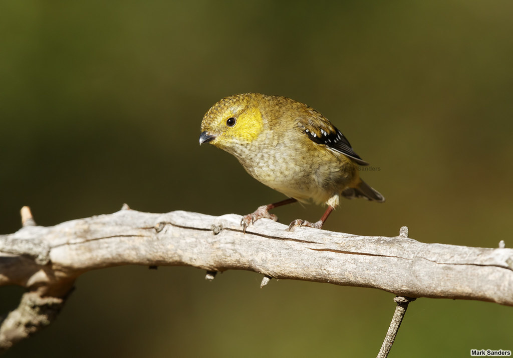 Pardaloto tasmaniano