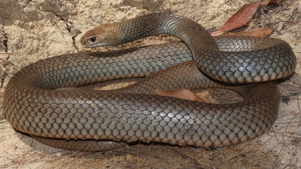 Serpente bruno orientale
