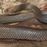 Serpente bruno orientale