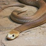 Taipan