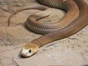 I 10 serpenti più velenosi del mondo Taipan