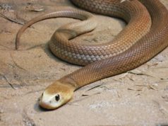 I 10 serpenti più velenosi del mondo Taipan