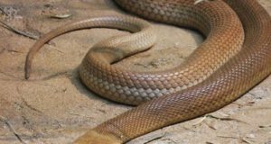 I 10 serpenti più velenosi del mondo Taipan