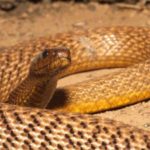 Taipan occidentale