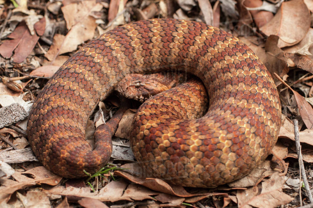 Vipera della morte