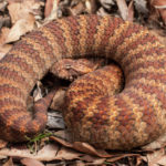 Vipera della morte