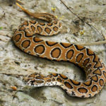 Vipera di Russel