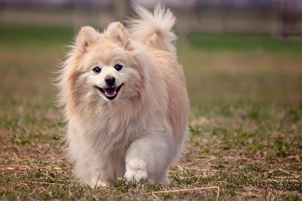 Razza pomerania