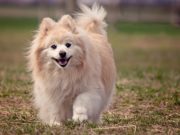 Le razze di cani più belle del mondo Razza pomerania