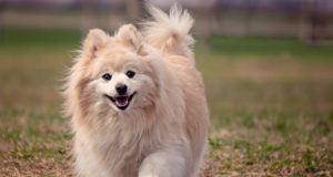 Le razze di cani più belle del mondo Razza pomerania