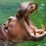 Ippopotamo