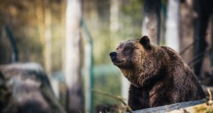 I 10 animali più solitari del mondo