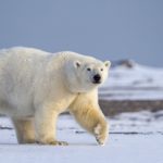 Orso-polare