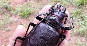 Gli insetti più grandi del mondo