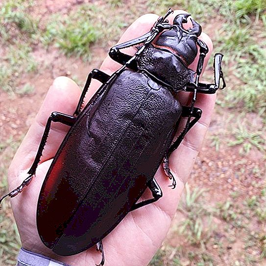 Gli insetti più grandi del mondo Mille Animali Gli insetti più grandi del mondo Mille Animali