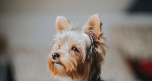 L’allergia ai pelo del cane